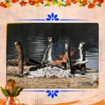 akal-mrityu-puja